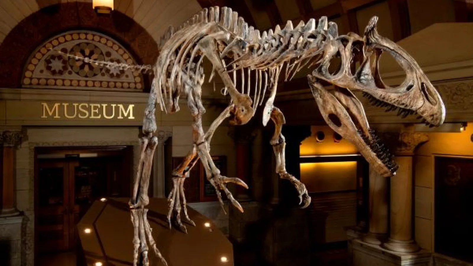 a dinosaur skeleton in the lobby of Orton Hall