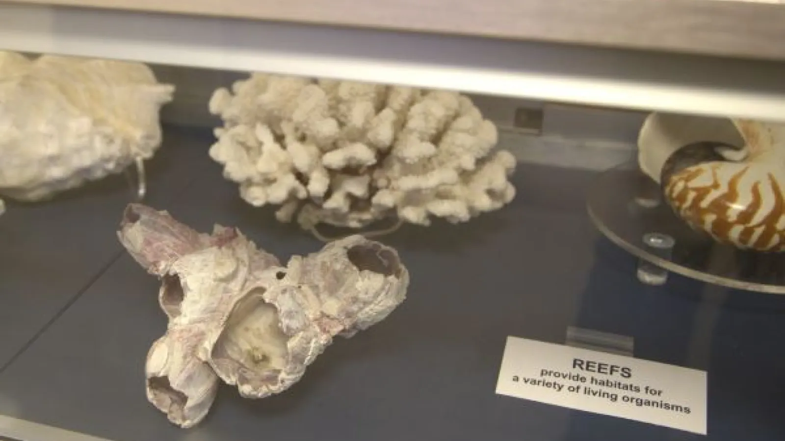 coral reef specimens in a glass case