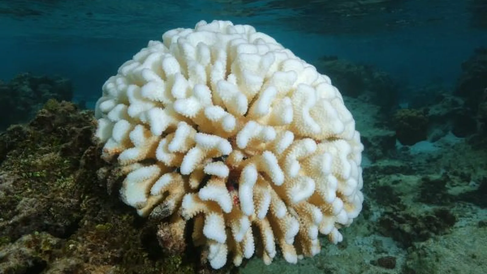 bleached coral under water