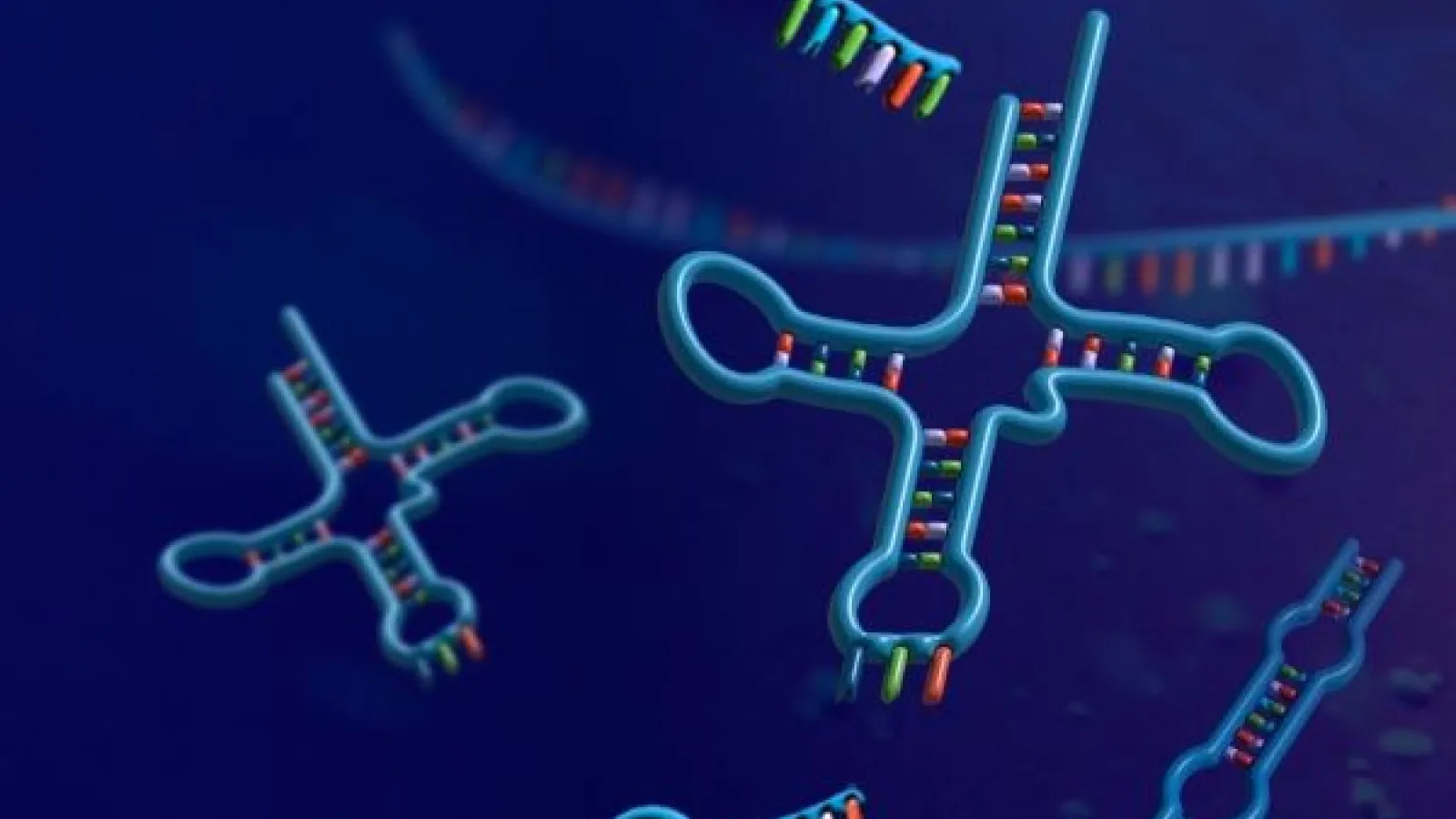 an illustration of tRNA