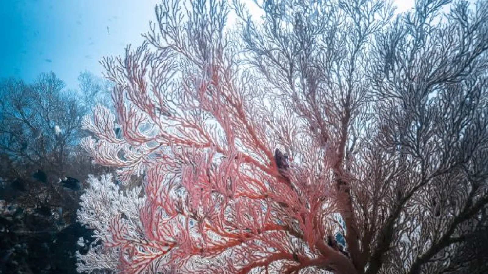 a large pink coral frond, backlit by sunshine from the water's surface