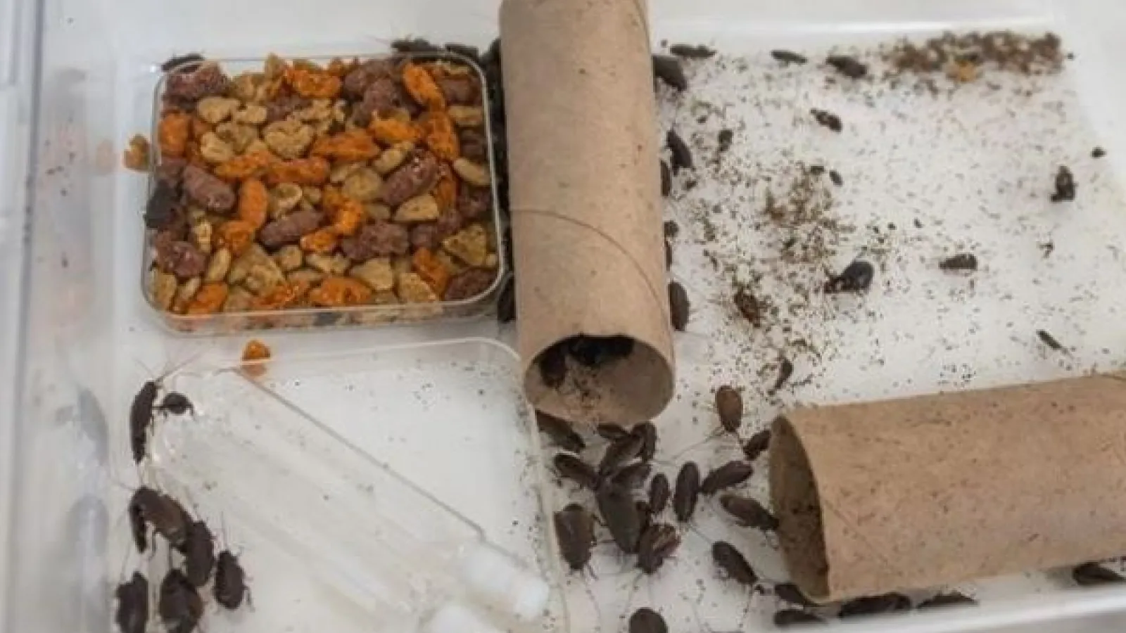 a cockroach bin in Dr. Muñoz-Garcia's lab