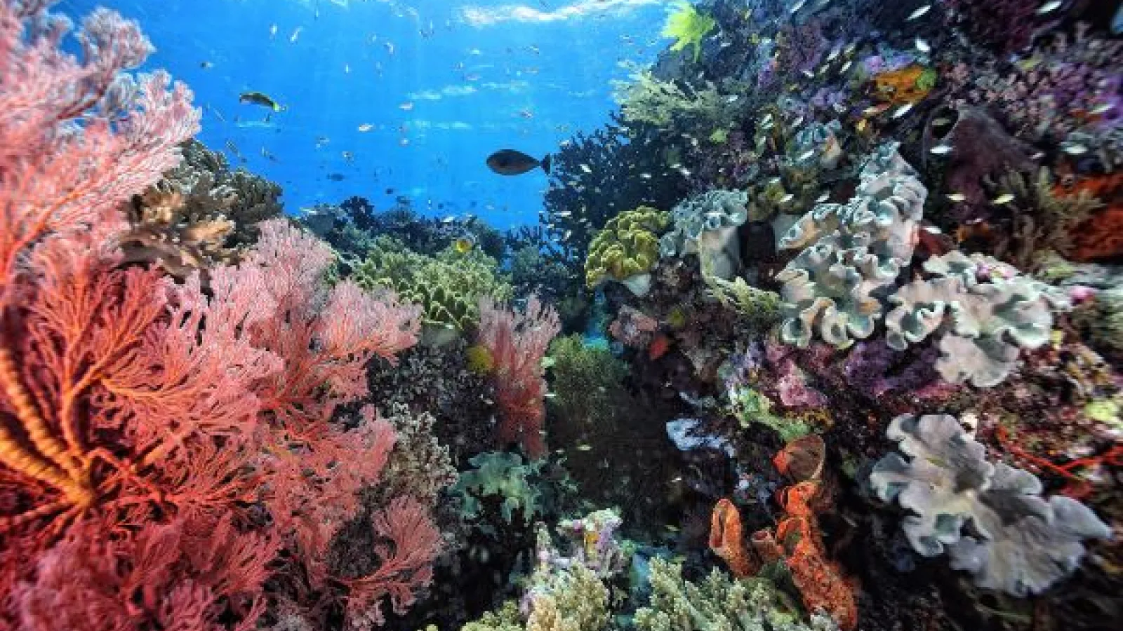 Coral Reef