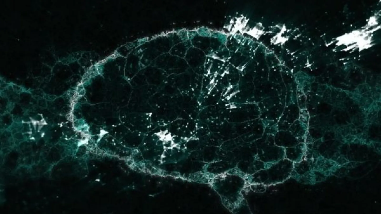an illustration of a human brain