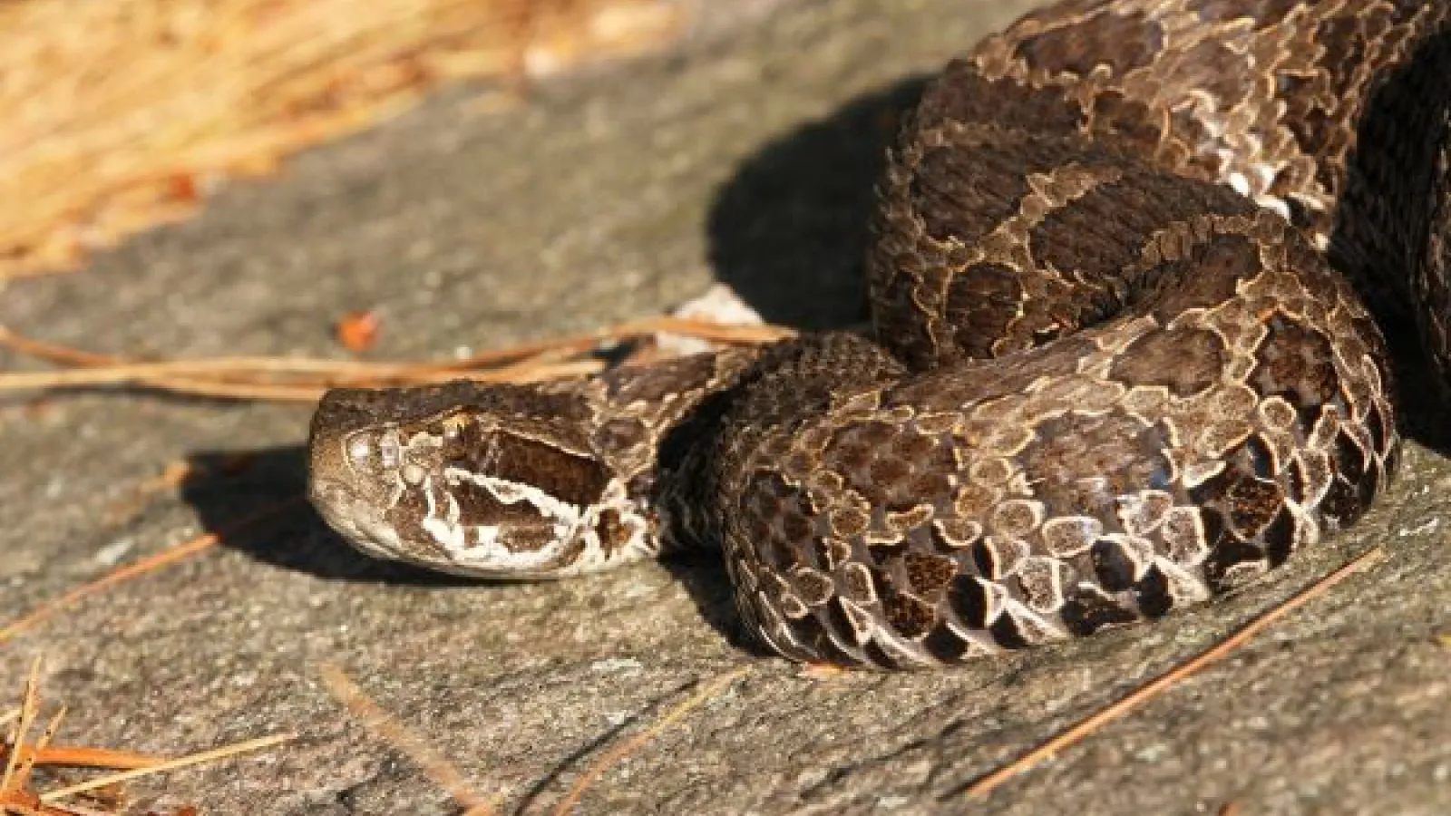 Eastern massasauga rattlesnake