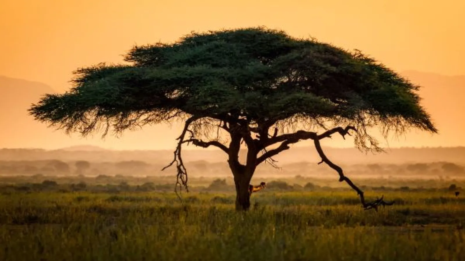 Acacia Tree