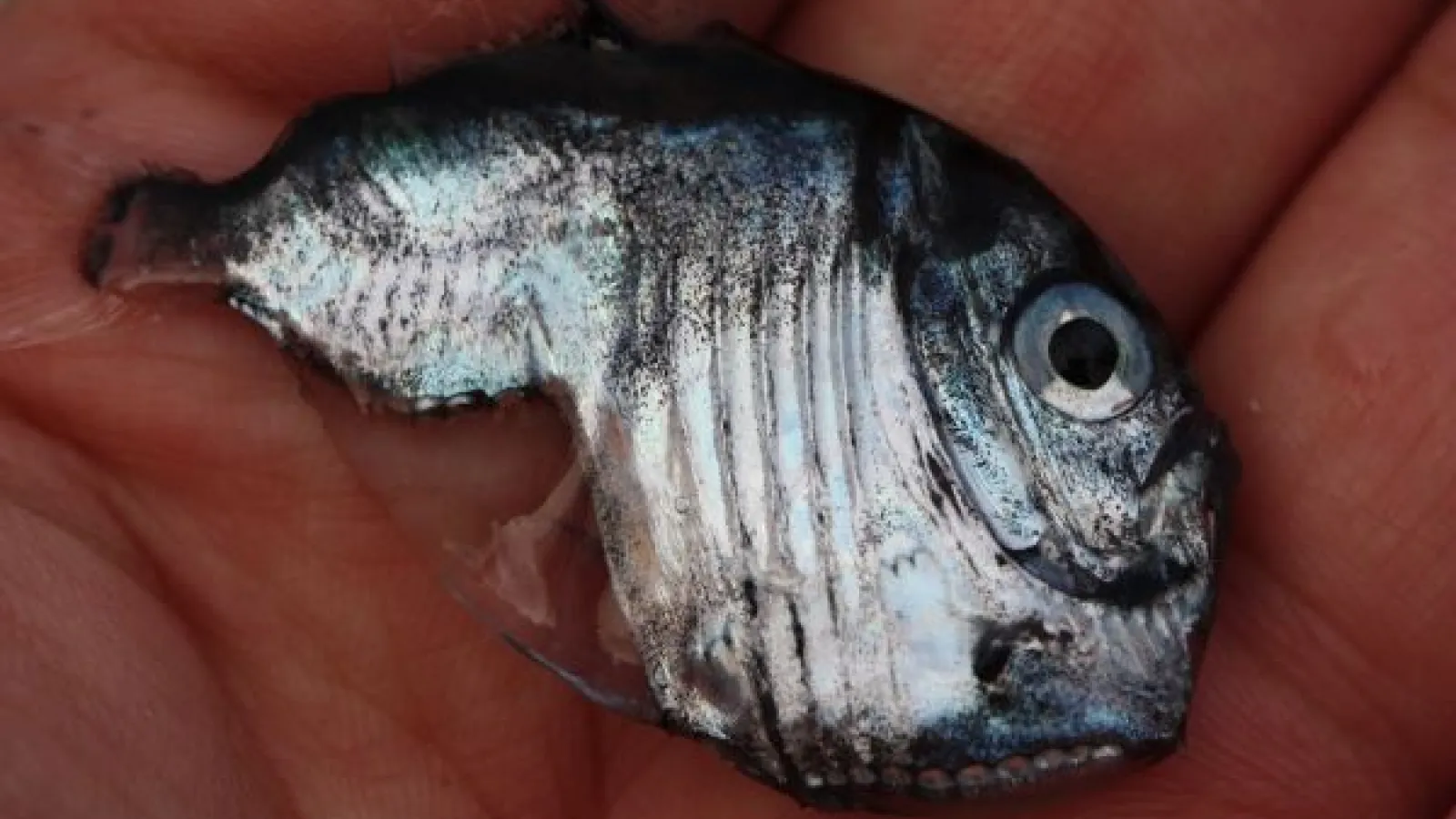 a tiny hatchetfish in the palm of a hand