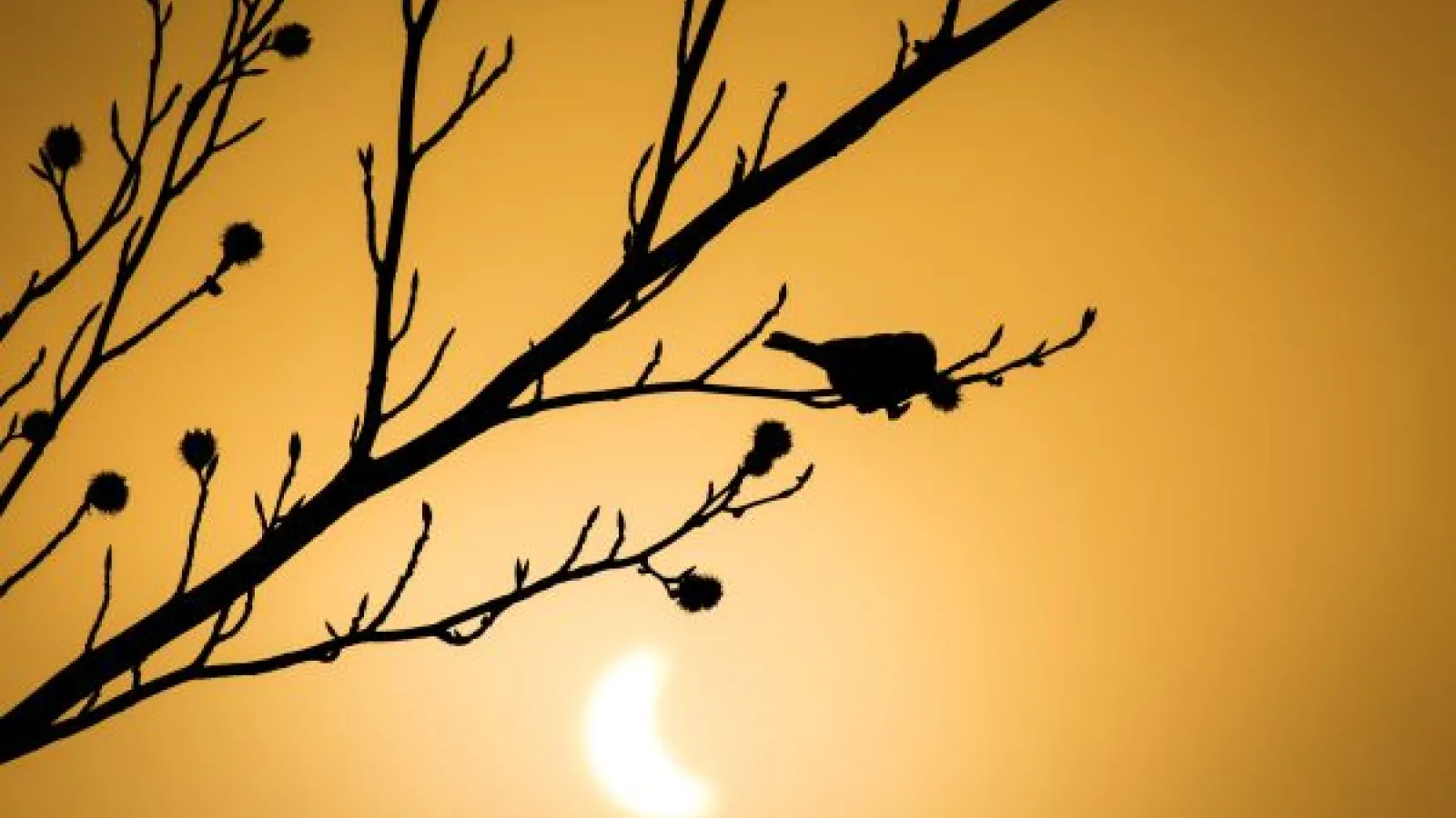solar eclipse