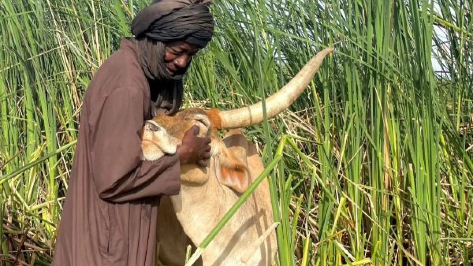 Pastoralist Hamady Sow, standing with his favorite cow among the vegetation near Lake Guiers, northern Senegal.