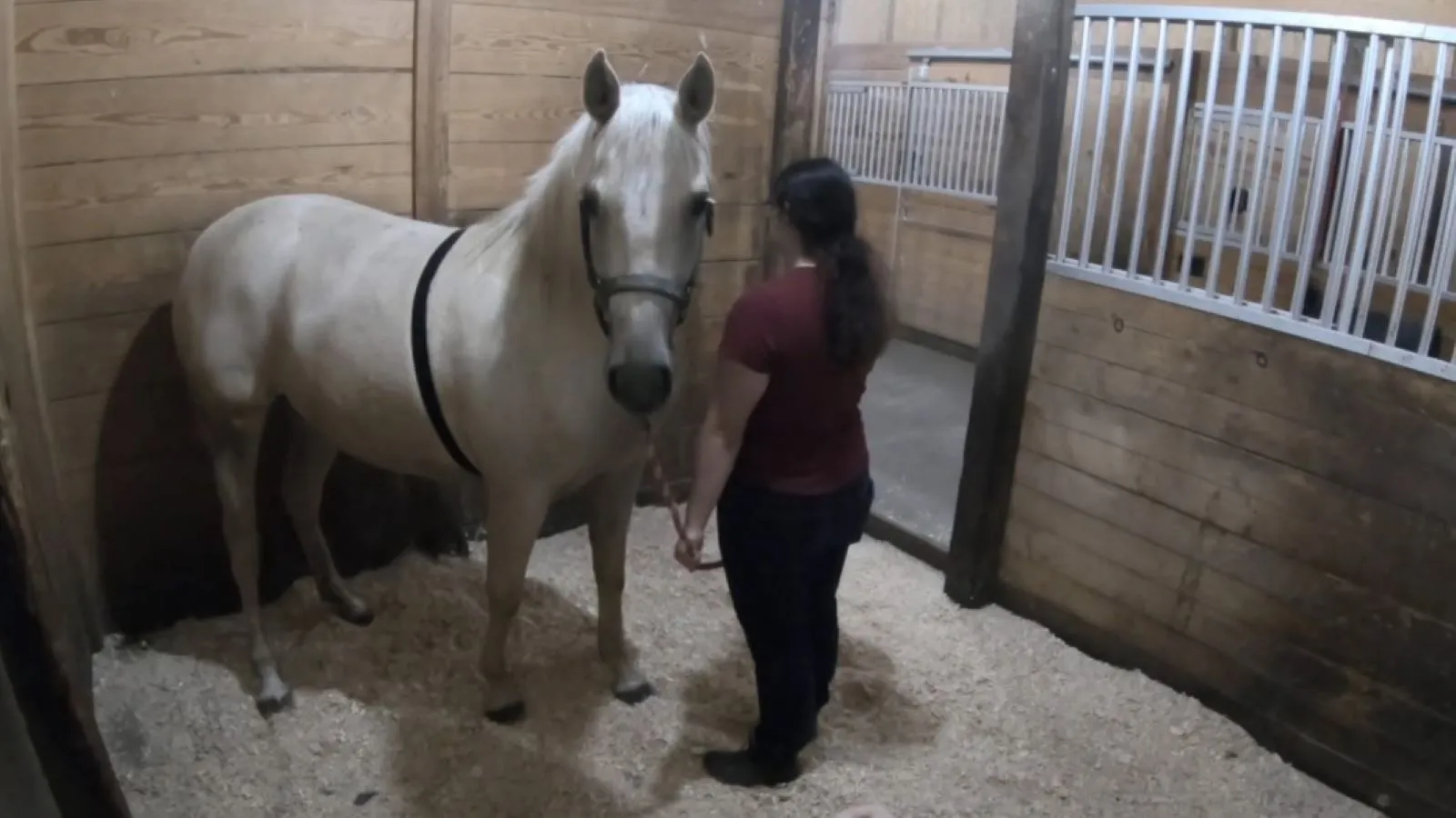 a horse in a stall, wearing a heart monitor
