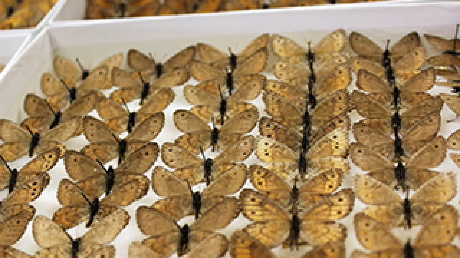 Arctic (Oeneis) butterflies at the Museum of Biological Diversity