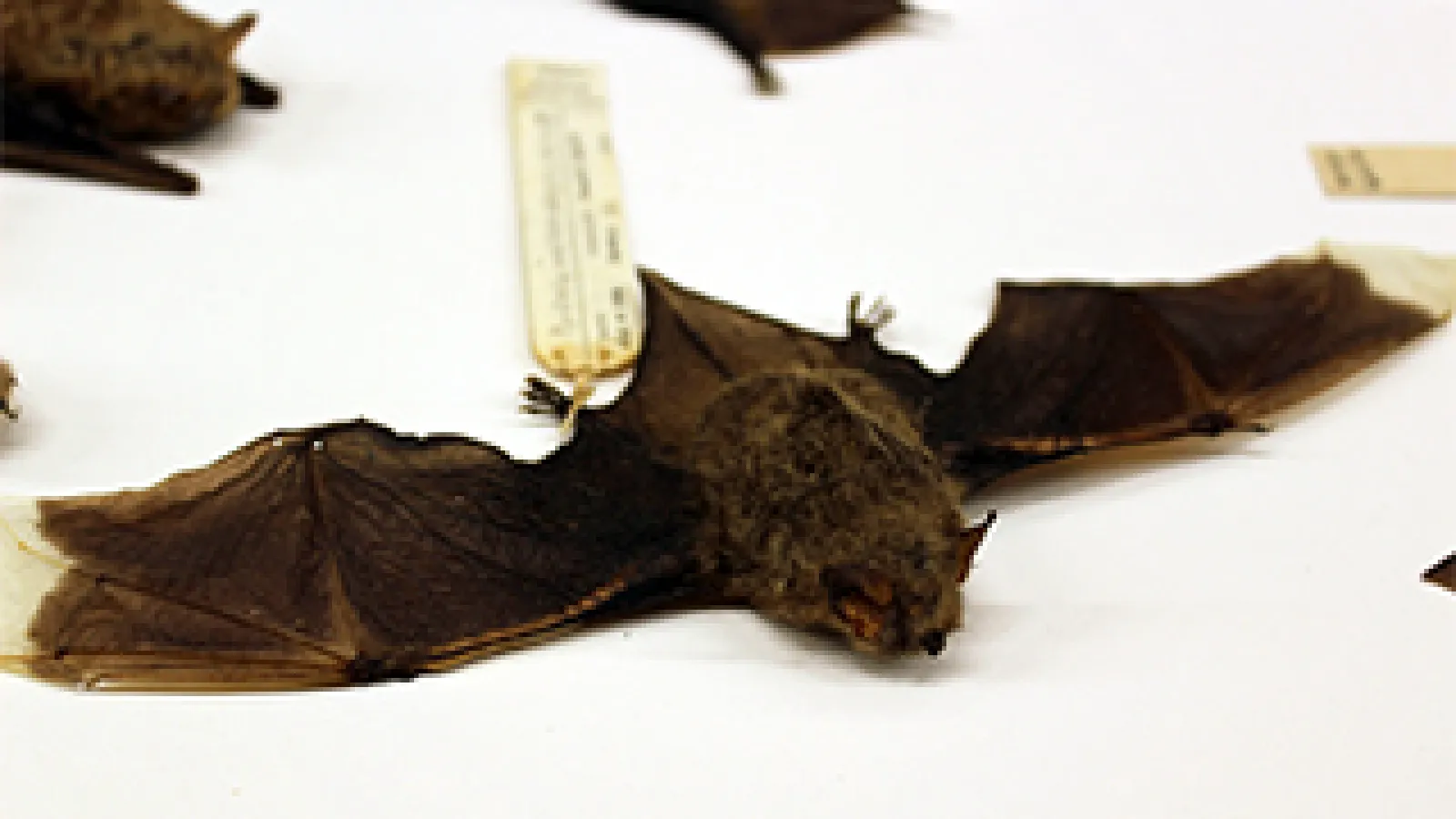 A Myotis bat, one of thousands bat specimens at the Museum of Biological Diversity at Ohio State.