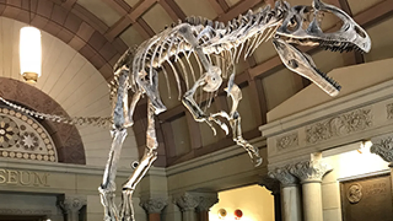 A cast of the Cryolophosaurus ellioti skeleton was installed at Orton Hall on Sept. 18, 2018.