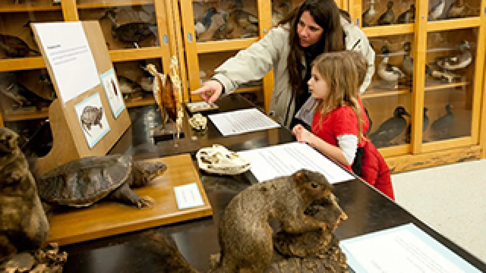 Museum of Biological Diversity