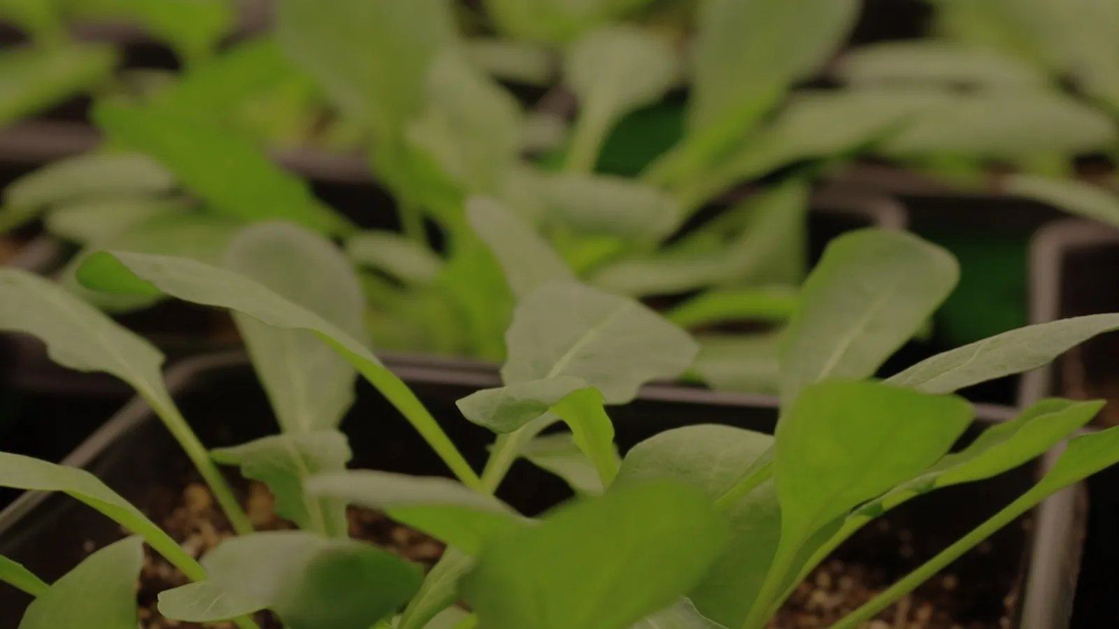 Pennycress