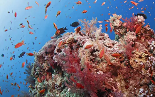 coral reef